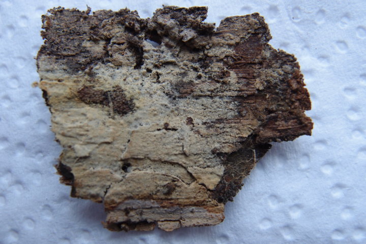 Botryobasidium con spore finemente verrucose